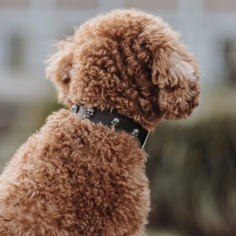 Hunter Obroża Ze Skóry Dla Psa Mombasa XS-S 40 Cm