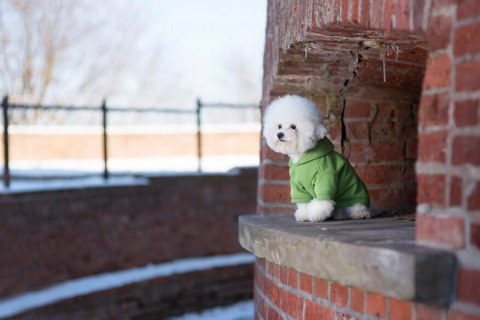 AMIPLAY Bluza Z Kapturem Texas Różowa 30cm