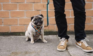 ZEE DOG Szelki Dla Psa Phantom Air Mesh XS