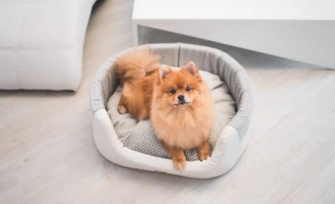 AMIPLAY Legowisko Elipsa Morgan Białe S