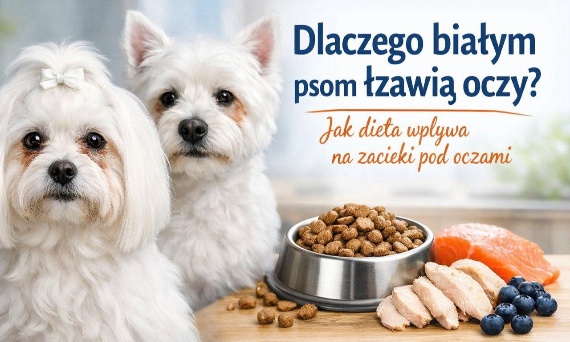 Dlaczego białym psom łzawią oczy? Jak dieta wpływa na zacieki pod oczami